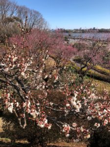 偕楽園は梅が見頃です。