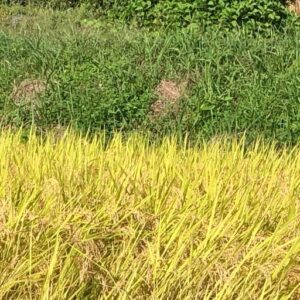 食彩の王国に山口楼がでます。